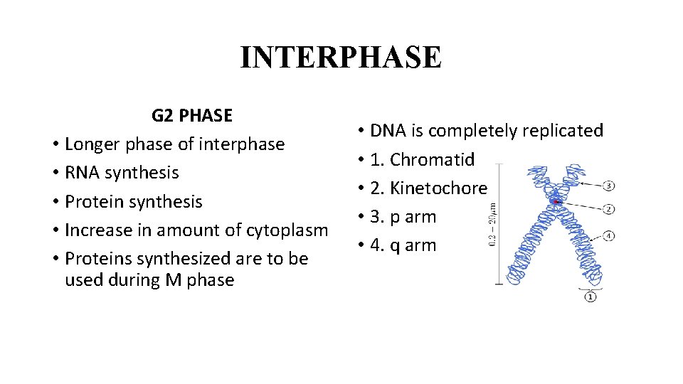 INTERPHASE G 2 PHASE • Longer phase of interphase • RNA synthesis • Protein