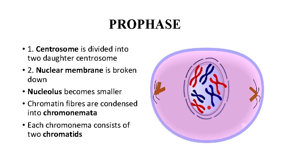 PROPHASE • 1. Centrosome is divided into two daughter centrosome • 2. Nuclear membrane