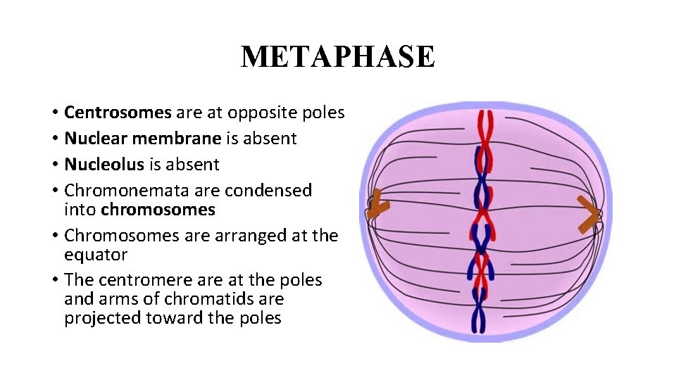 METAPHASE • Centrosomes are at opposite poles • Nuclear membrane is absent • Nucleolus