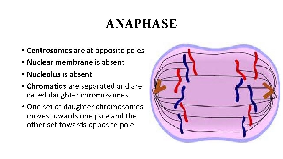 ANAPHASE • Centrosomes are at opposite poles • Nuclear membrane is absent • Nucleolus