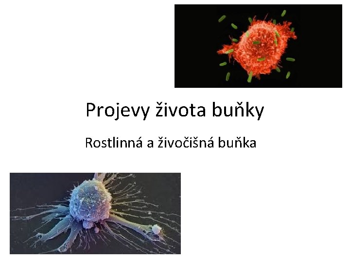 Projevy života buňky Rostlinná a živočišná buňka 