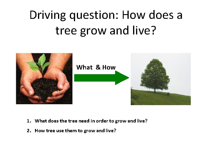 Driving question: How does a tree grow and live? What & How 1. What