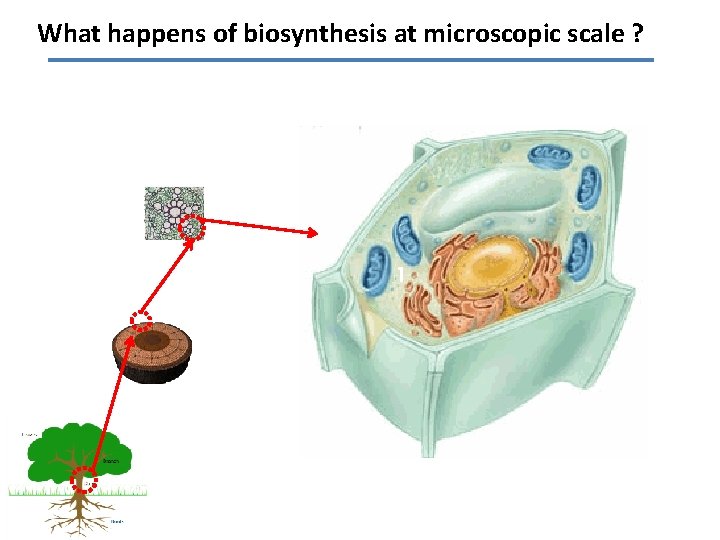 What happens of biosynthesis at microscopic scale ? 