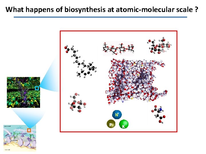 What happens of biosynthesis at atomic-molecular scale ? P K 