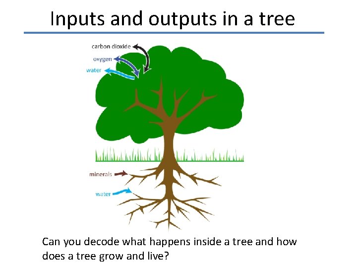 Inputs and outputs in a tree Can you decode what happens inside a tree