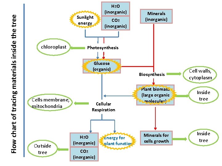 Flow chart of tracing materials inside the tree Sunlight energy chloroplast H 2 O