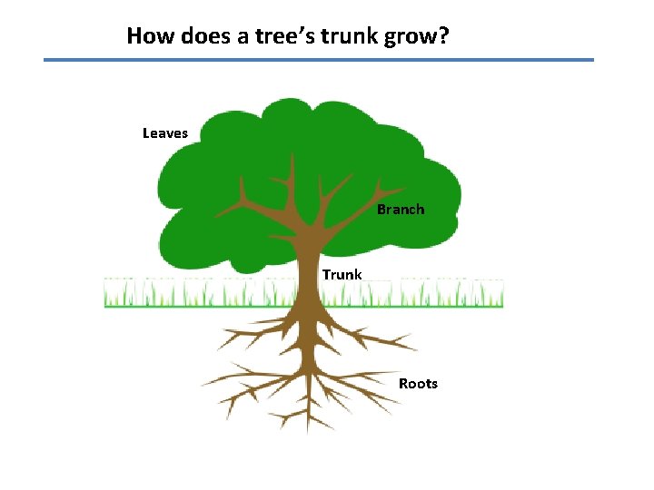 How does a tree’s trunk grow? Leaves Branch Trunk Roots 
