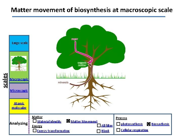 Matter movement of biosynthesis at macroscopic scales Large scale Macroscopic Microscopic Atomic molecular Analyzing