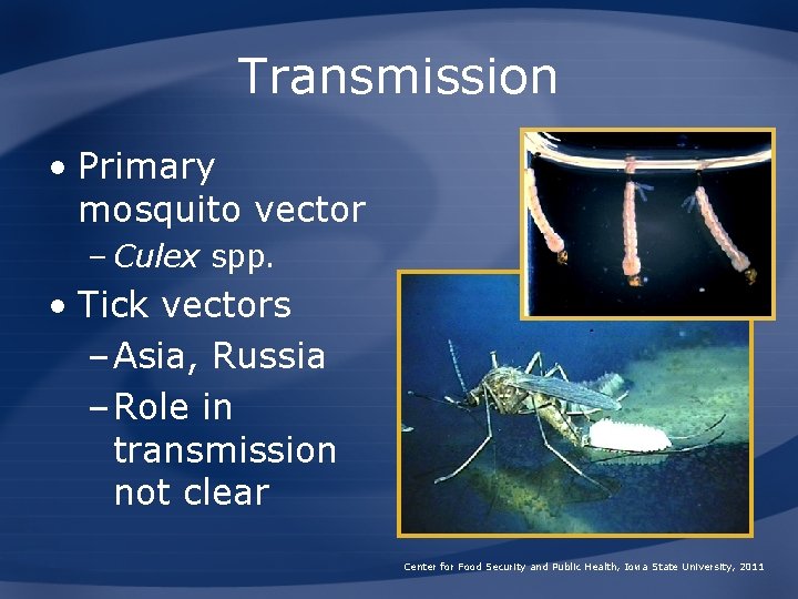 Transmission • Primary mosquito vector – Culex spp. • Tick vectors – Asia, Russia