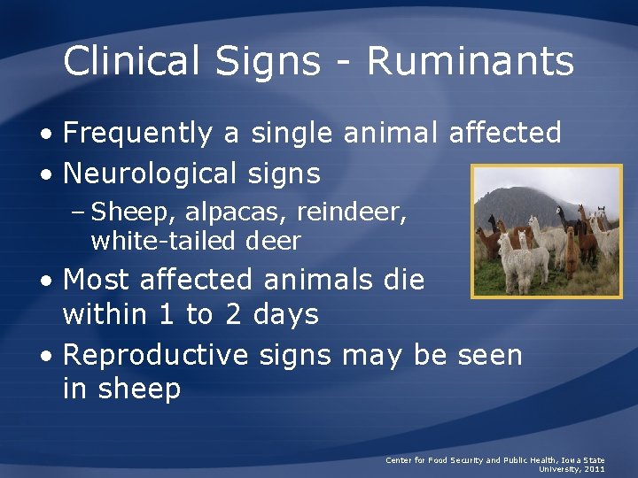 Clinical Signs - Ruminants • Frequently a single animal affected • Neurological signs –