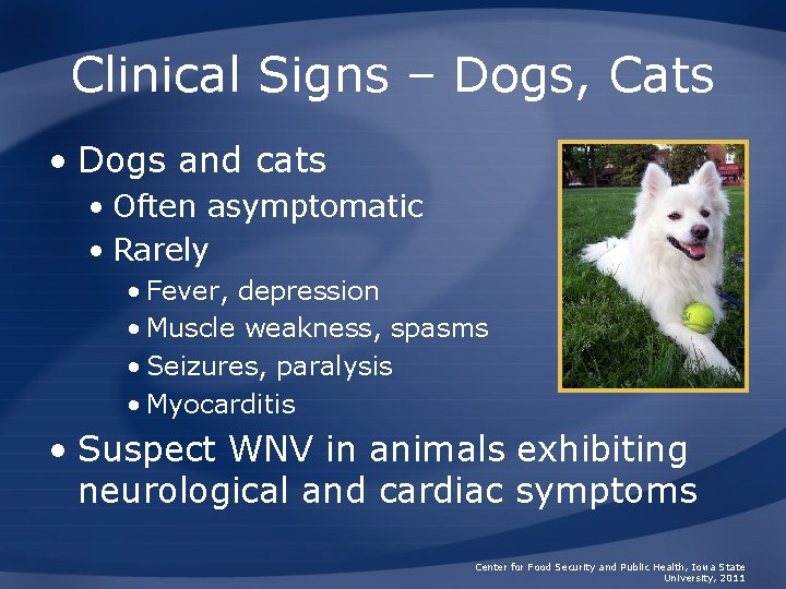 Clinical Signs – Dogs, Cats • Dogs and cats • Often asymptomatic • Rarely