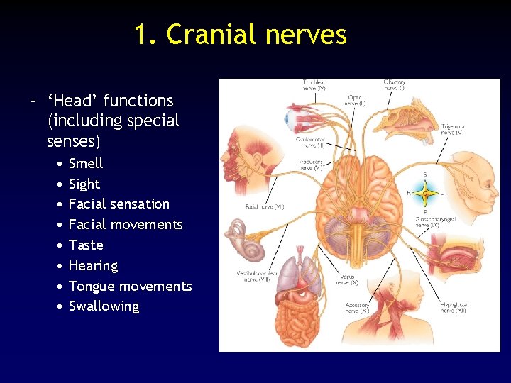 1. Cranial nerves – ‘Head’ functions (including special senses) • • Smell Sight Facial