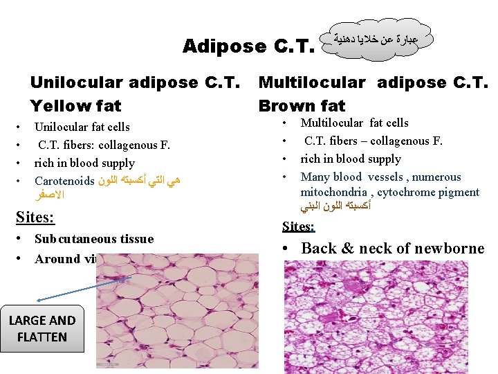 Adipose C. T. Unilocular adipose C. T. Yellow fat • • Unilocular fat cells