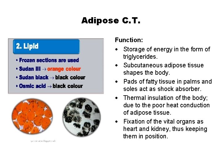 Adipose C. T. Function: Storage of energy in the form of triglycerides. Subcutaneous adipose
