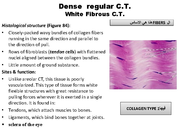 Dense regular C. T. White Fibrous C. T. Histological structure (Figure 84): • Closely-packed