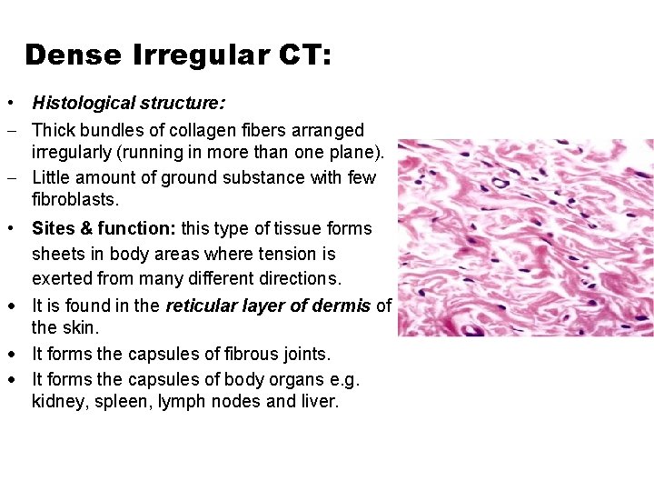 Dense Irregular CT: • Histological structure: Thick bundles of collagen fibers arranged irregularly (running