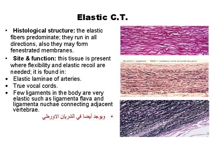 Elastic C. T. • Histological structure: the elastic fibers predominate; they run in all