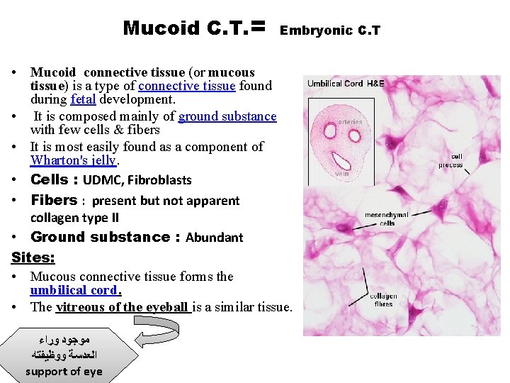 Mucoid C. T. = Embryonic C. T • Mucoid connective tissue (or mucous tissue)