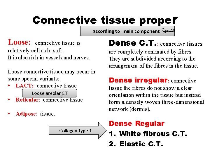 Connective tissue proper according to main component ﺍﻟﺘﺴﻤﻴﺔ Loose: connective tissue is relatively cell