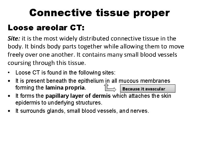 Connective tissue proper Loose areolar CT: Site: it is the most widely distributed connective