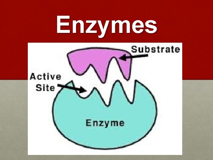 Enzymes 