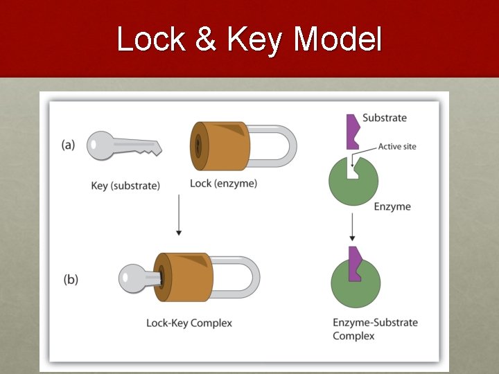 Lock & Key Model 