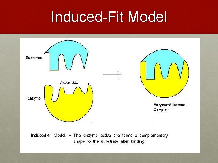 Induced-Fit Model 