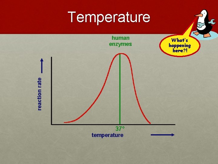 Temperature reaction rate human enzymes 37° temperature What’s happening here? ! 