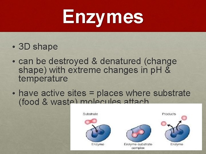 Enzymes • 3 D shape • can be destroyed & denatured (change shape) with