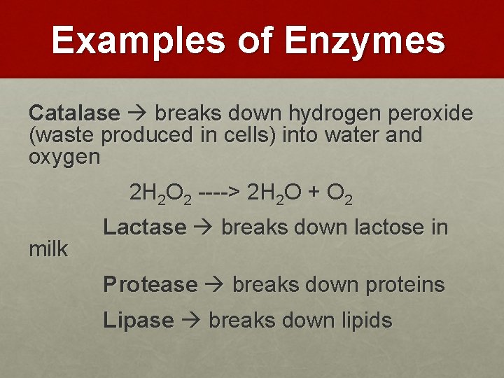 Examples of Enzymes Catalase breaks down hydrogen peroxide (waste produced in cells) into water
