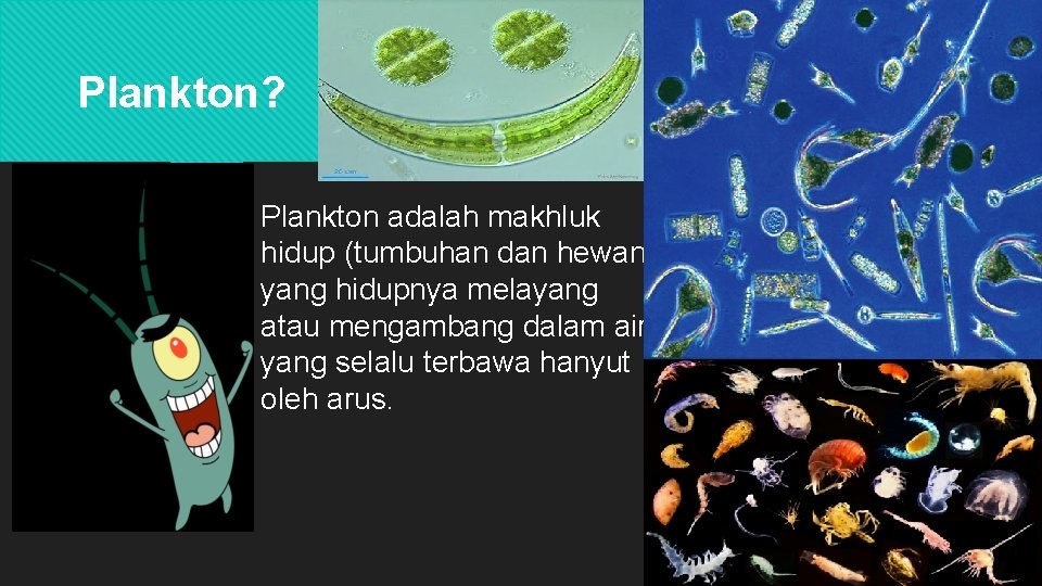 Plankton? Plankton adalah makhluk hidup (tumbuhan dan hewan) yang hidupnya melayang atau mengambang dalam