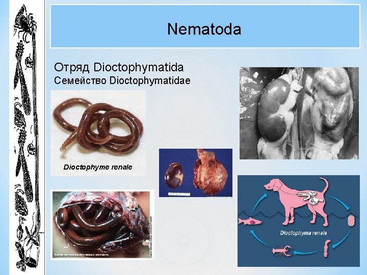 Nematoda Отряд Dioctophymatida Семейство Dioctophymatidae Dioctophyme renale 