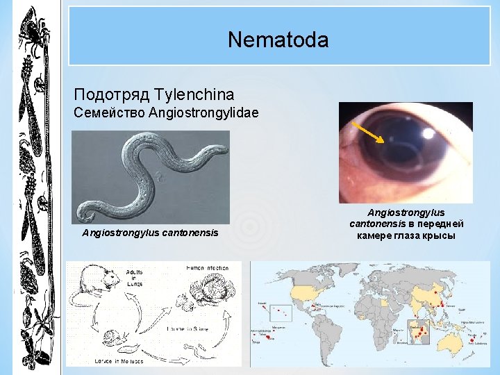 Nematoda Подотряд Tylenchina Семейство Angiostrongylidae Angiostrongylus cantonensis в передней камере глаза крысы 