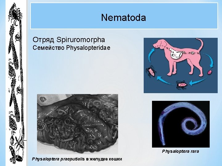 Nematoda Отряд Spiruromorpha Семейство Physalopteridae Physaloptera rara Physaloptera praeputialis в желудке кошки 