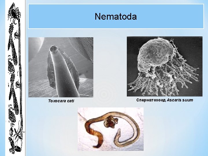 Nematoda Toxocara cati Сперматозоид Ascaris suum 