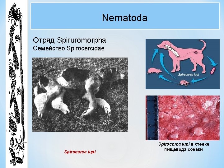 Nematoda Отряд Spiruromorpha Семейство Spirocercidae Spirocerca lupi в стенке пищевода собаки 