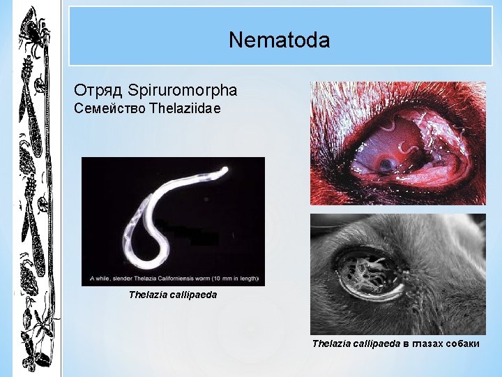 Nematoda Отряд Spiruromorpha Семейство Thelaziidae Thelazia callipaeda в глазах собаки 