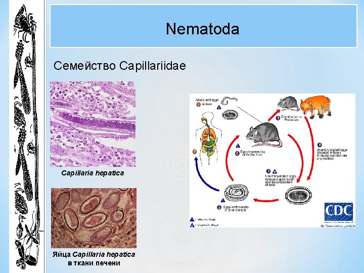 Nematoda Семейство Capillariidae Capillaria hepatica Яйца Capillaria hepatica в ткани печени 