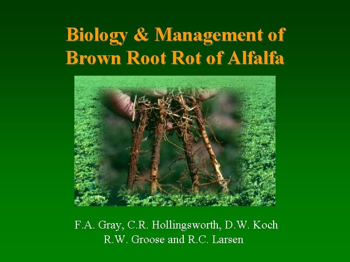 Biology & Management of Brown Root Rot of Alfalfa F. A. Gray, C. R.