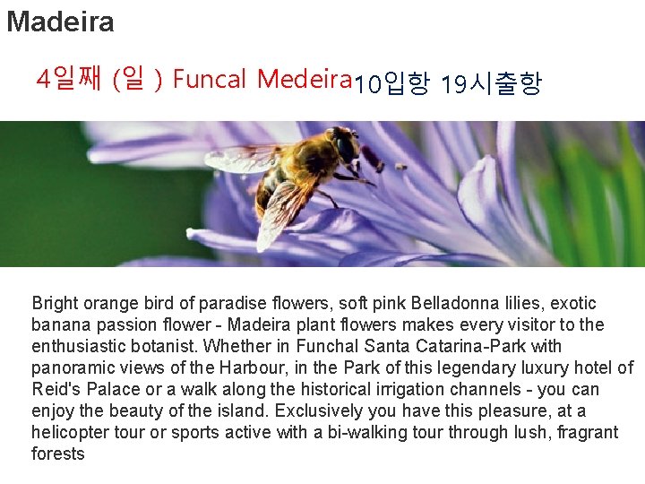 Madeira 4일째 (일 ) Funcal Medeira 10입항 19시출항 Bright orange bird of paradise flowers,