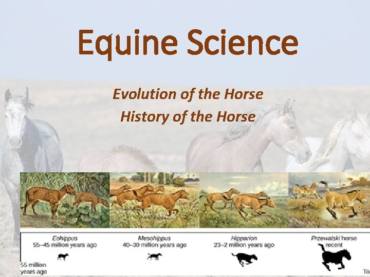 Equine Science Evolution of the Horse History of the Horse Equine Science Evolution of the Horse History of the Horse