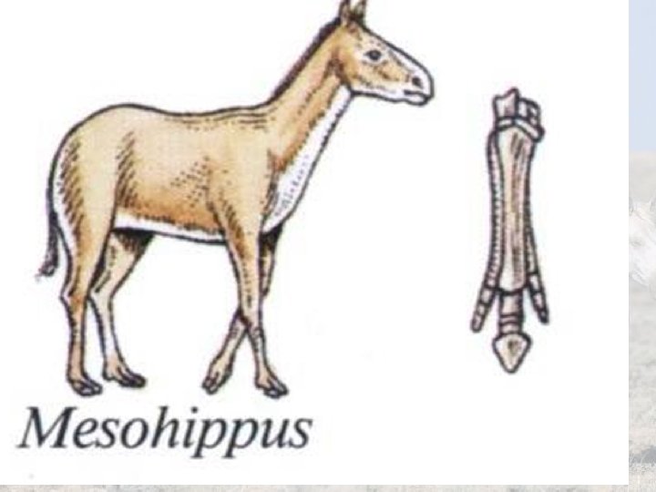 Equine Science presentation #1 10 Equine Science presentation #1 10