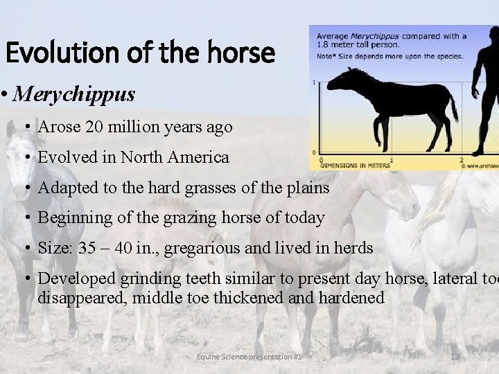 Evolution of the horse • Merychippus • Arose 20 million years ago • Evolved