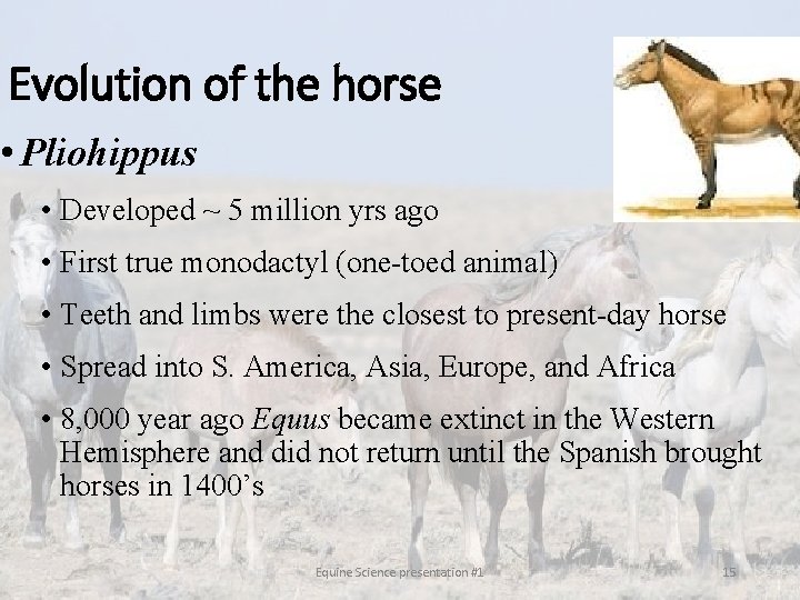 Evolution of the horse • Pliohippus • Developed ~ 5 million yrs ago • Evolution of the horse • Pliohippus • Developed ~ 5 million yrs ago •