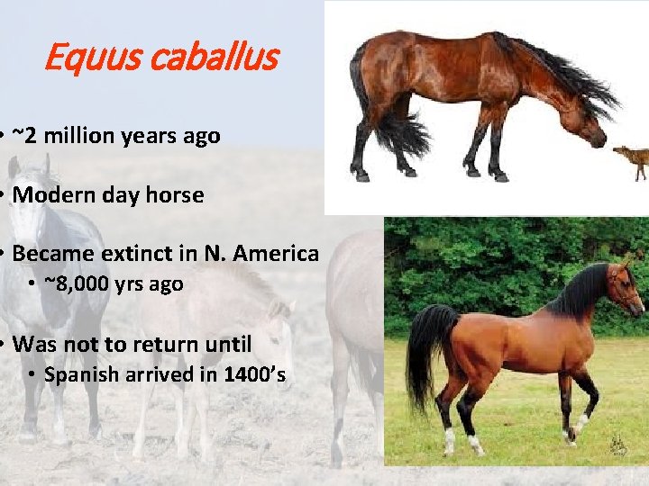 Equus caballus • ~2 million years ago • Modern day horse • Became extinct