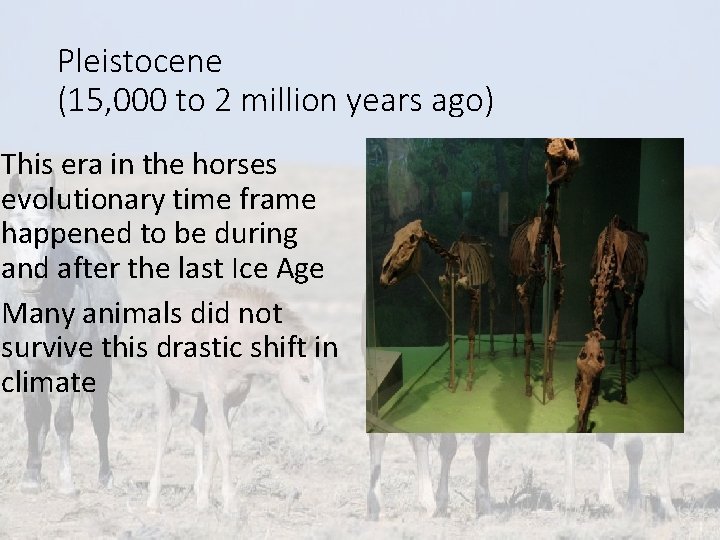 Pleistocene (15, 000 to 2 million years ago) This era in the horses evolutionary Pleistocene (15, 000 to 2 million years ago) This era in the horses evolutionary