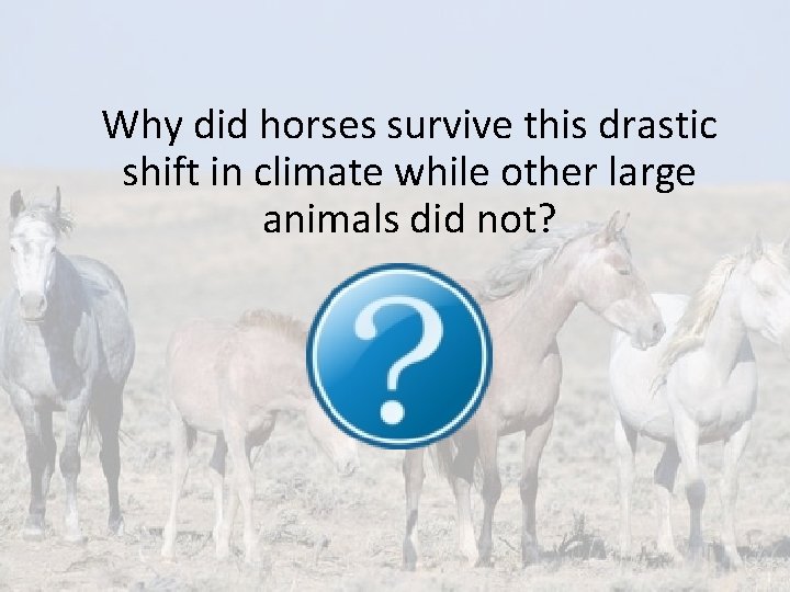 Why did horses survive this drastic shift in climate while other large animals did Why did horses survive this drastic shift in climate while other large animals did