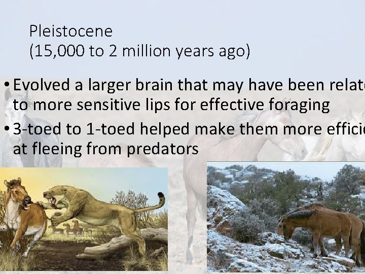 Pleistocene (15, 000 to 2 million years ago) • Evolved a larger brain that