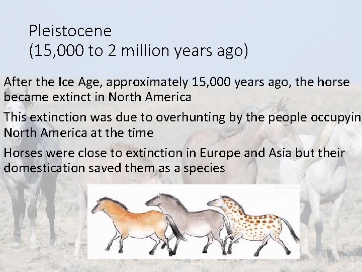 Pleistocene (15, 000 to 2 million years ago) After the Ice Age, approximately 15,