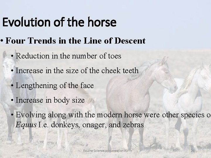 Evolution of the horse • Four Trends in the Line of Descent • Reduction Evolution of the horse • Four Trends in the Line of Descent • Reduction